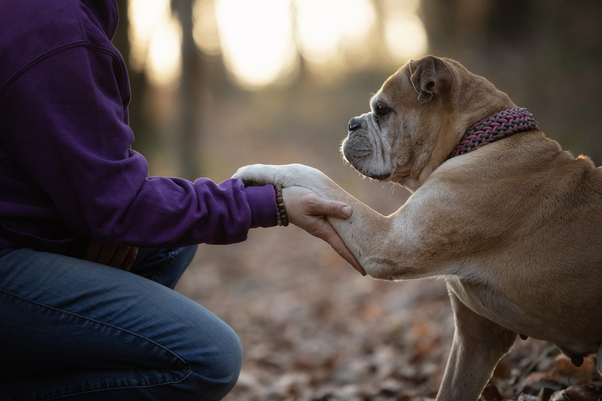 Chien calme utilisant son flair dans un environnement apaisant