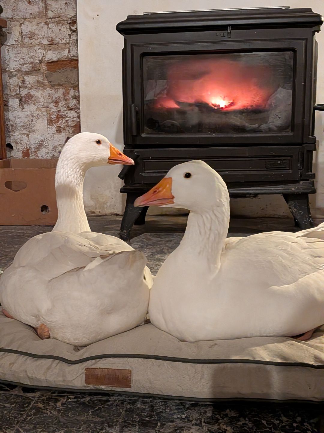 Moment de connexion authentique entre une femme et son animal, révélant les qualités profondes et le rythme naturel