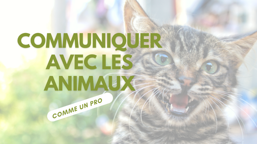 Femme communiquant avec son chien et son chat dans un environnement paisible